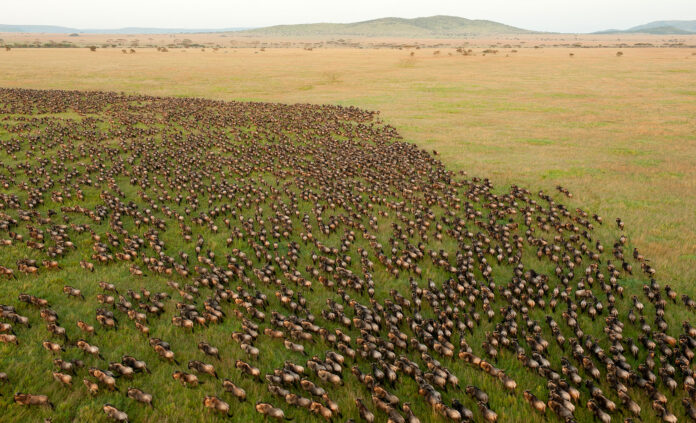 Wildebeest migration in Serengeti National Park, Tanzania, May 2013. Archive image; not a prediction of wildlife locations in 2027. Photo: Daniel Rosengren / Wikimedia Commons