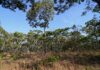 In Haut-Katanga, villages bring their forests back and make a living from them Trees and dry grasses in miombo woodland in Nkhotakota Game Reserve, Malawi.