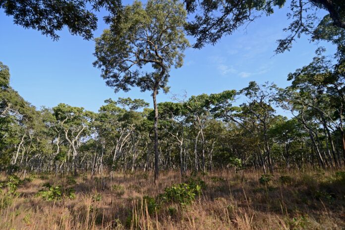 dr-congo-haut-katanga-miombo-restoration-community-forests Trees and dry grasses in miombo woodland in Nkhotakota Game Reserve, Malawi.