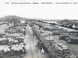Senegal readies climate projects for farmers in Casamance and the groundnut basin *François-Edmond Fortier, Rufisque. Les arachides en gare. Afrique Occidentale - Sénégal.